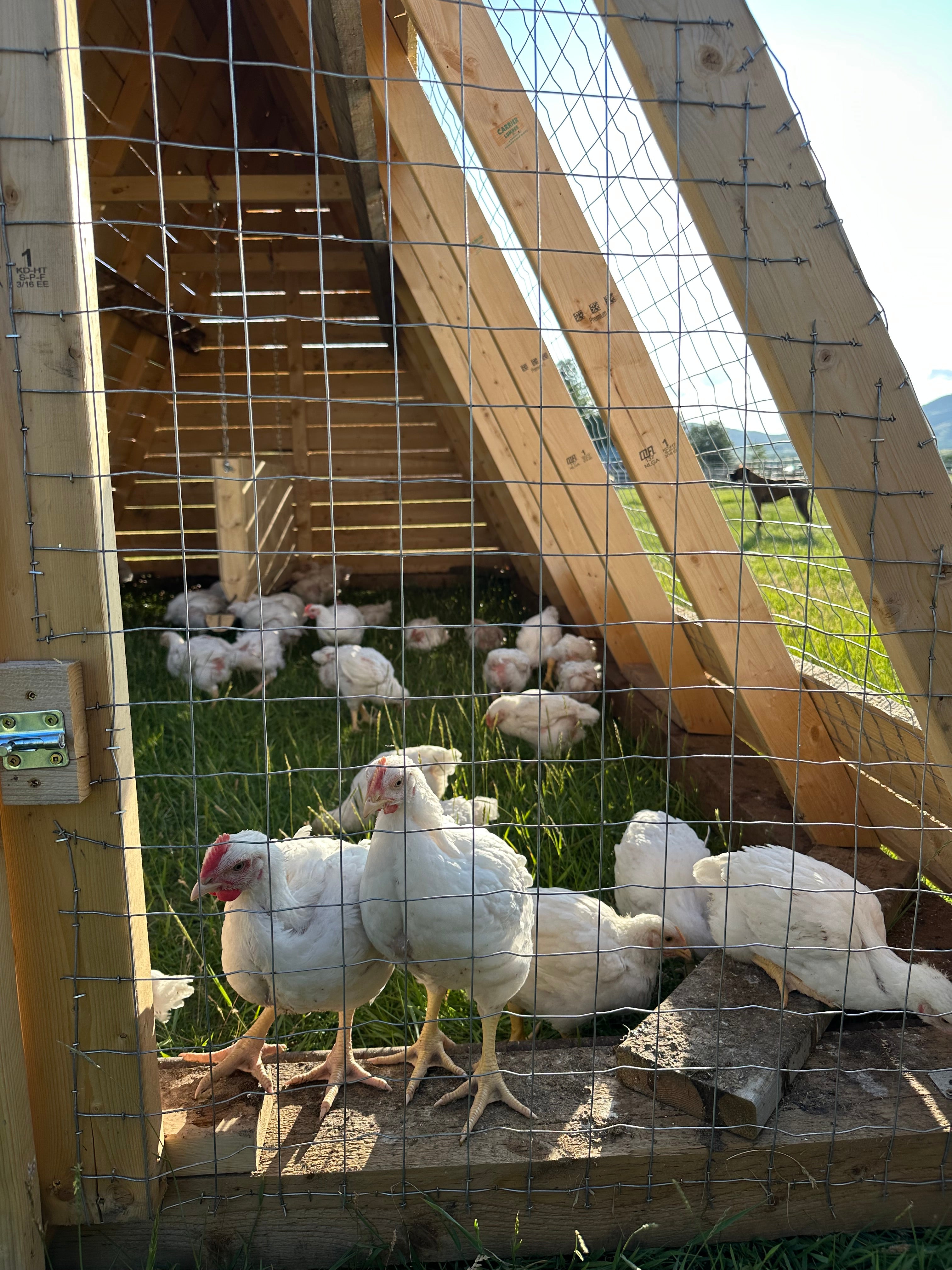 Pasture Raised Whole Chicken - *$10.00 DEPOSIT Only*