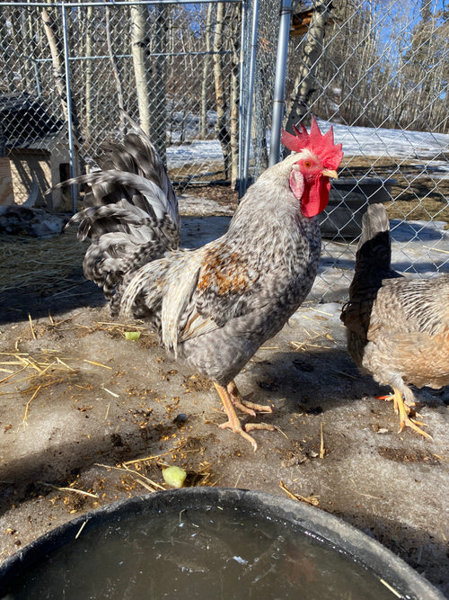 Cream Legbar - Pullet Chick