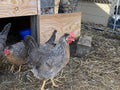 Cream Legbar - Pullet Chick