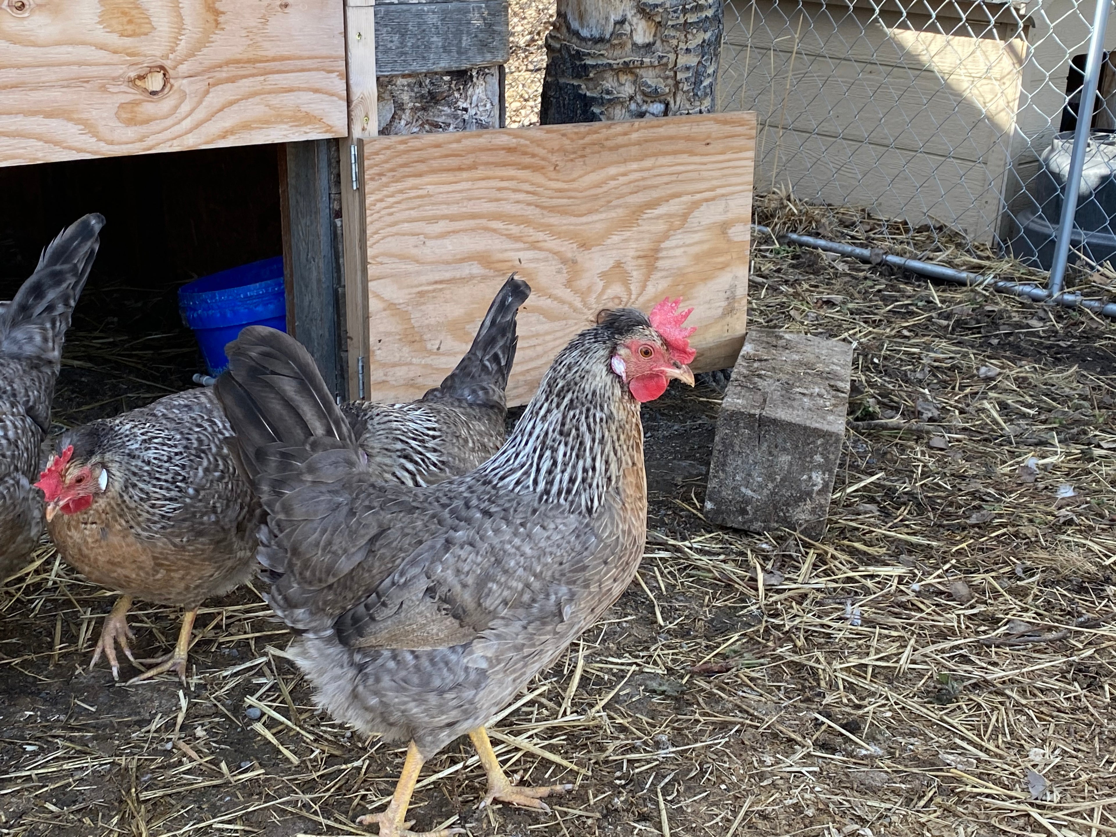 Cream Legbar - Pullet Chick
