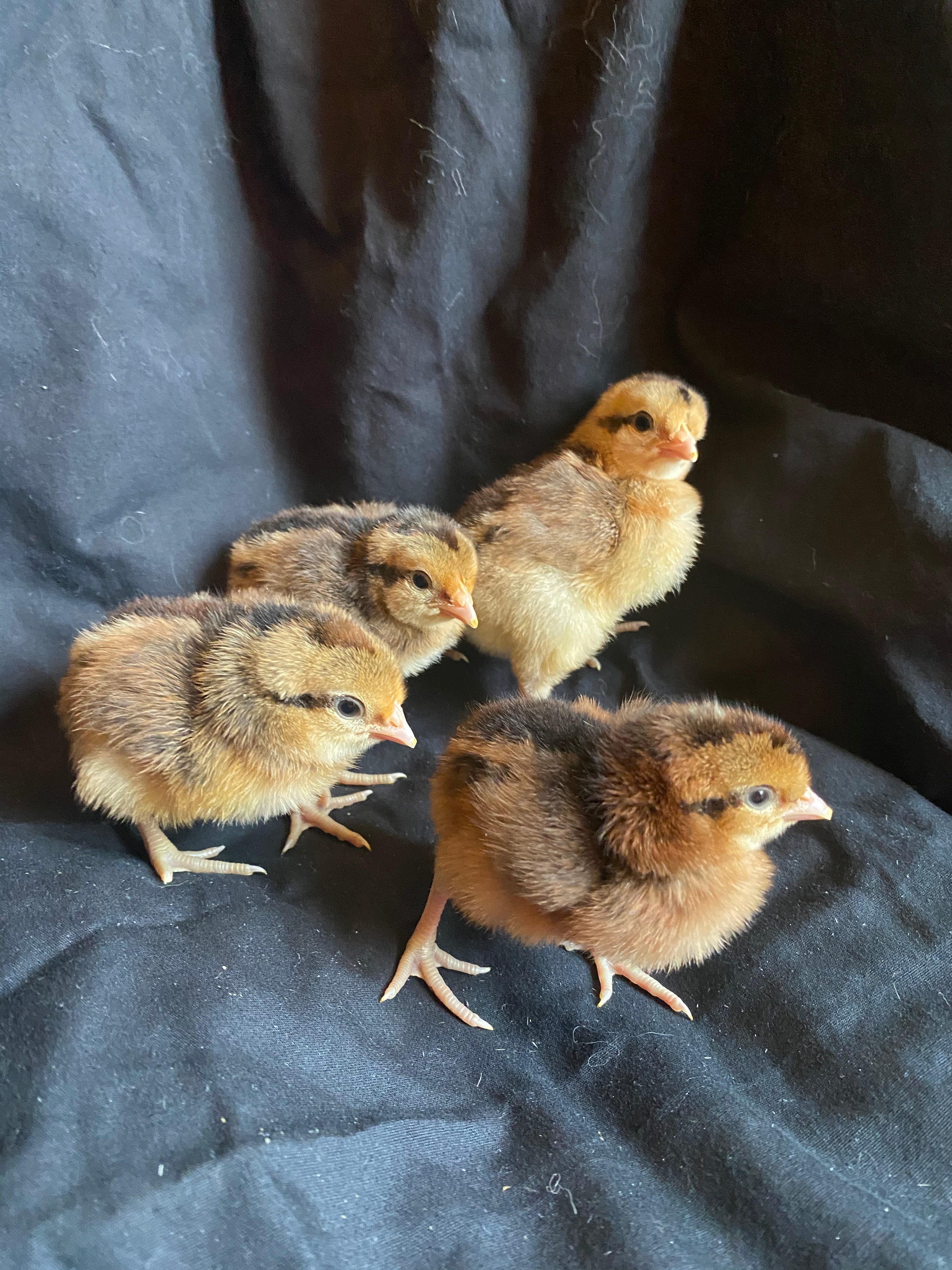 Cream Legbar - Pullet Chick