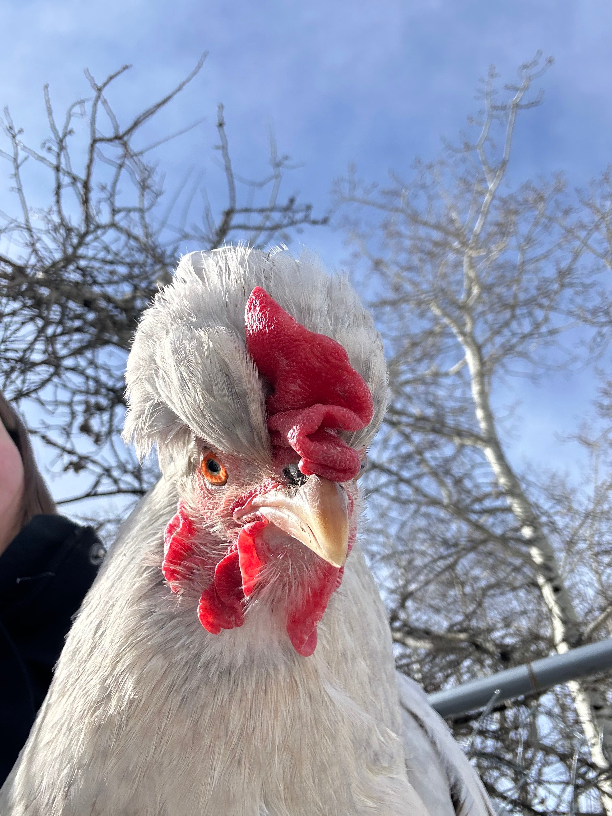 Opal Legbar - Pullet Chick