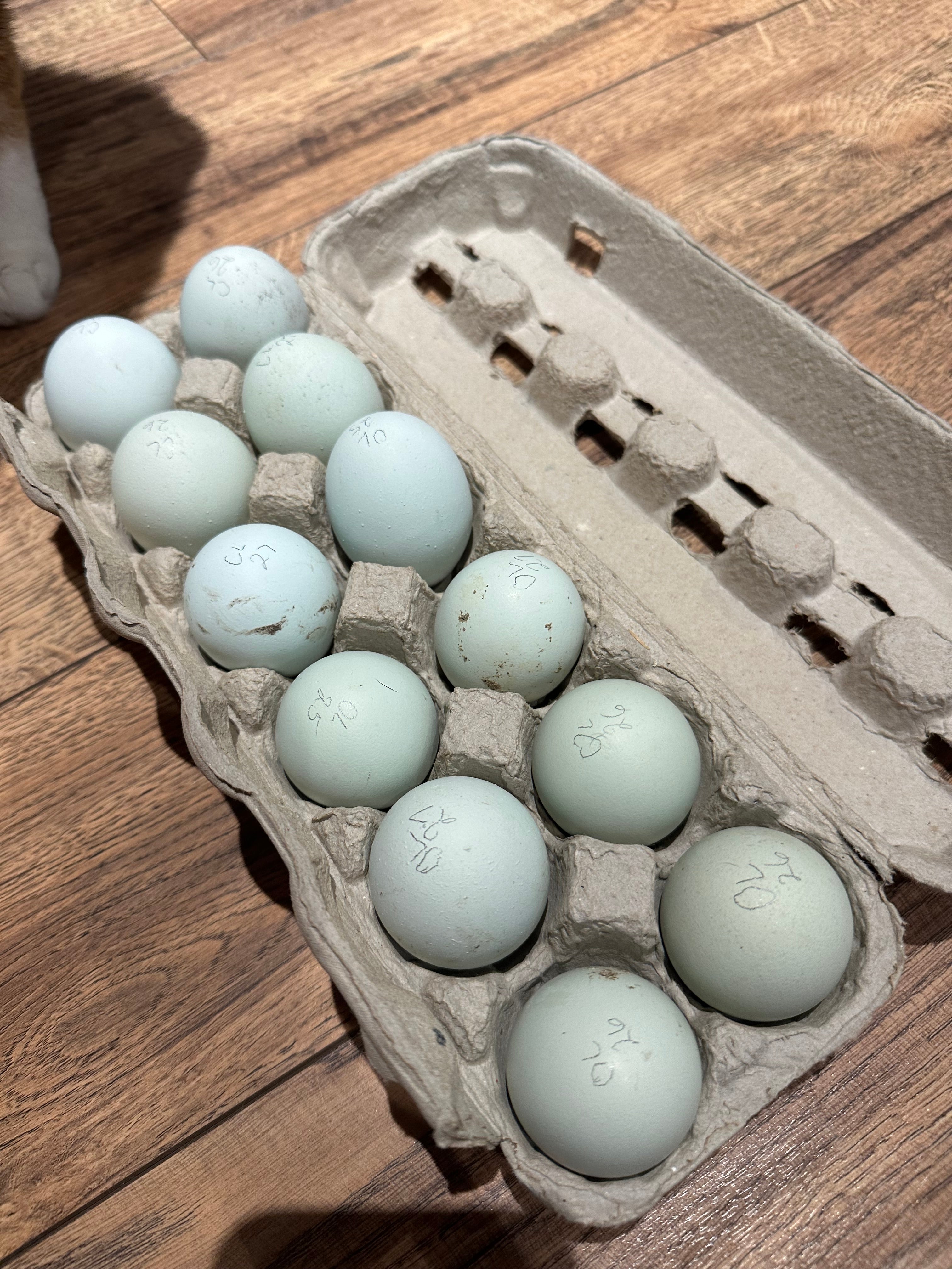 Cream Legbar - Pullet Chick