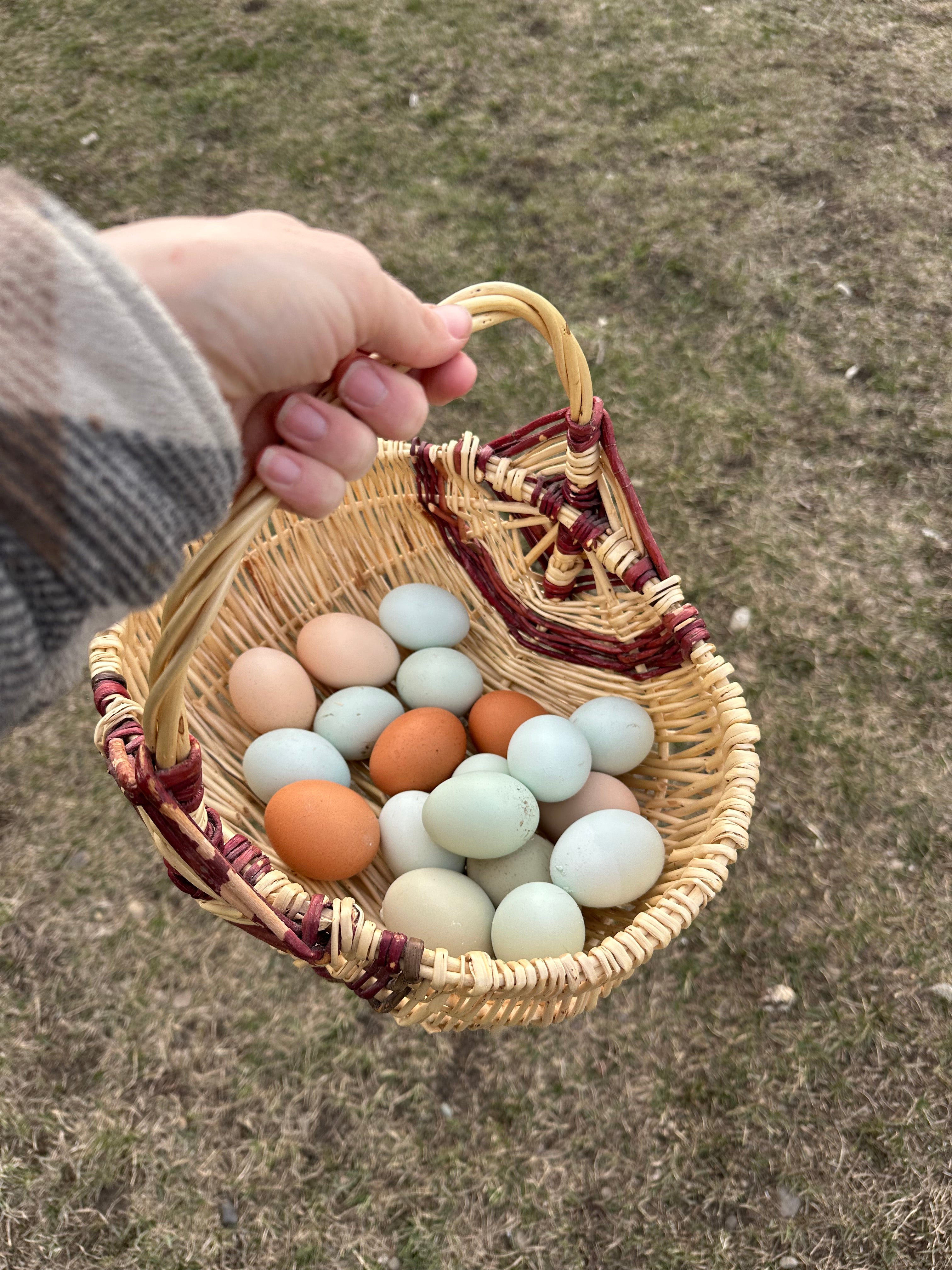Free Range Fresh Eggs / Dozen