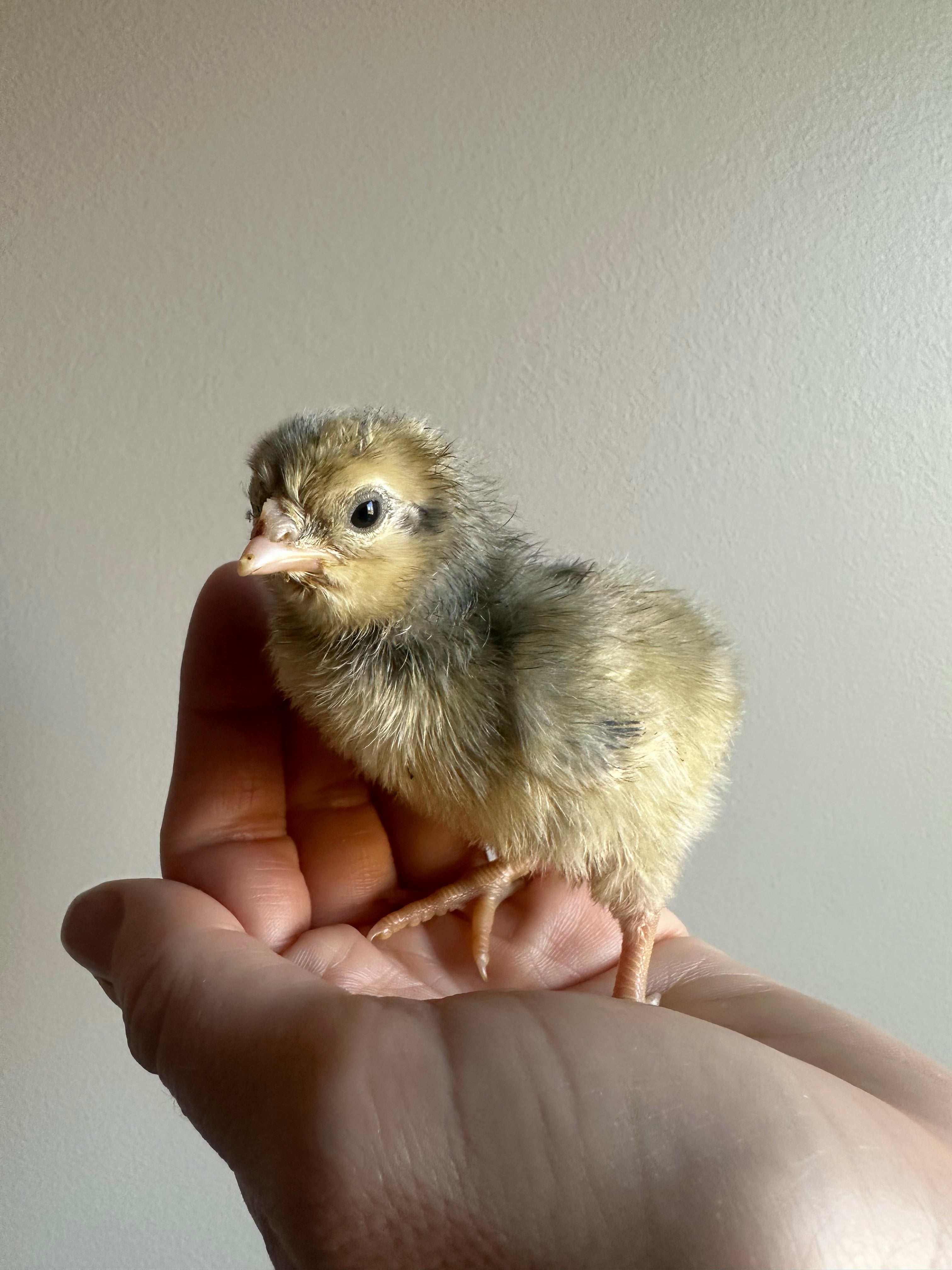 Opal Legbar - Pullet Chick