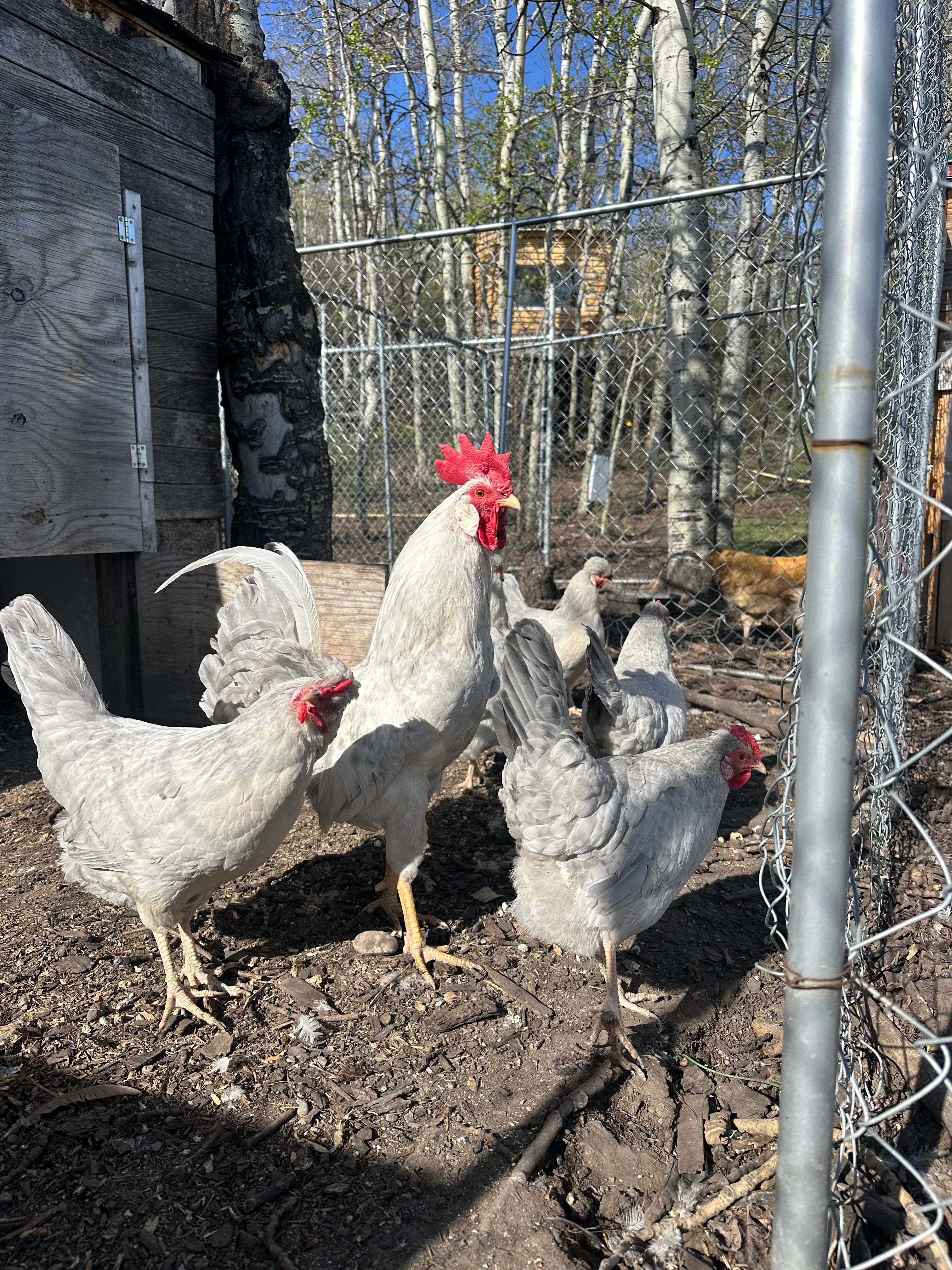 Opal Legbar - Pullet Chick