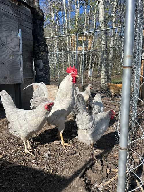 Opal Legbar - Pullet Chick